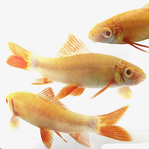 Labeo frenatus    Albino labeo M@